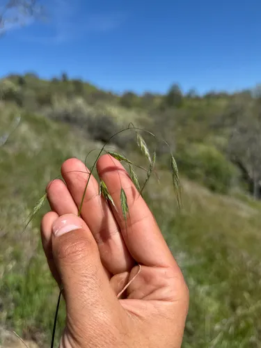 Australian Brome — photo by Matt Reala