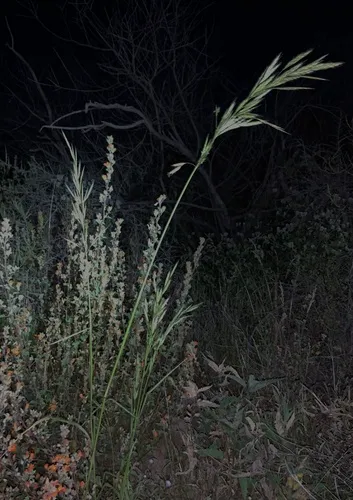 Arizona Brome
