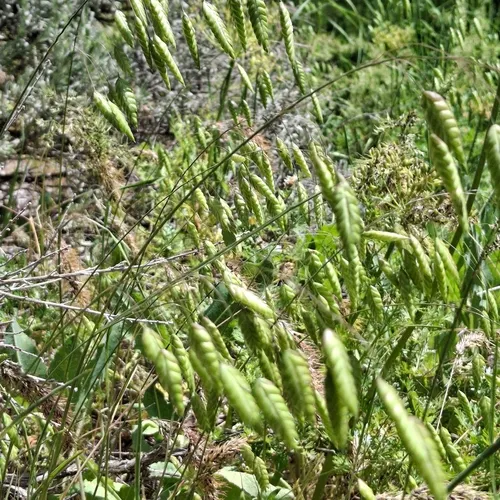 Rattlesnake Brome — photo by Miriam Valere