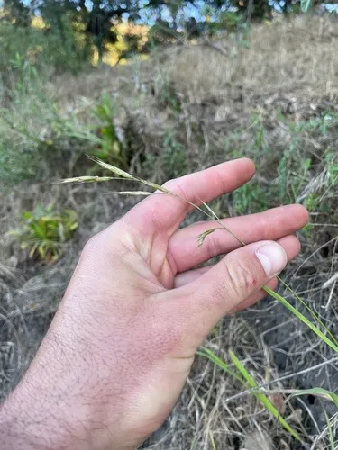 California Brome