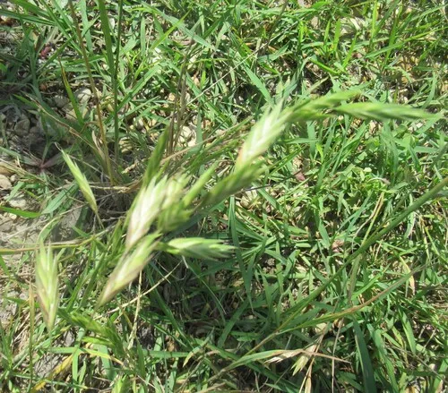 Rescuegrass — photo by Linda Jo Conn
