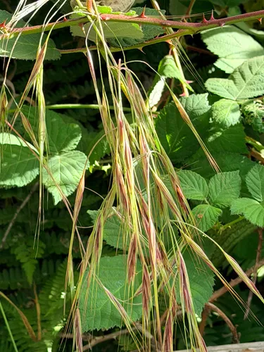 Ripgut Brome — photo by Alan Siegel