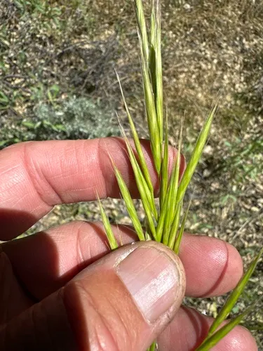 Tall Brome — photo by jrebman
