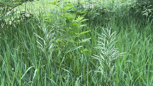 Smooth Brome (subsp. inermis) — photo by sausmarez