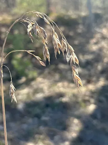 Arctic Brome