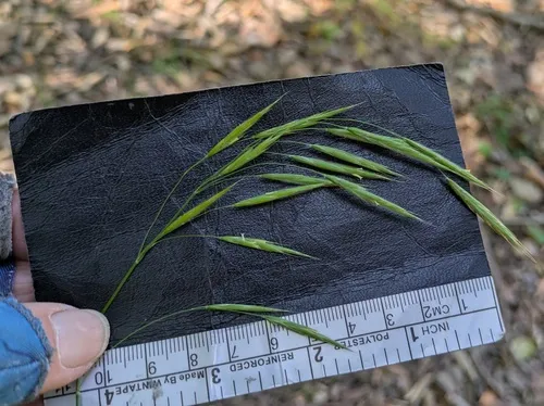 Chinook Brome