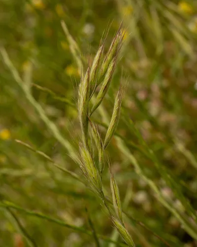 Mediterranean Brome — photo by Uriel Levy