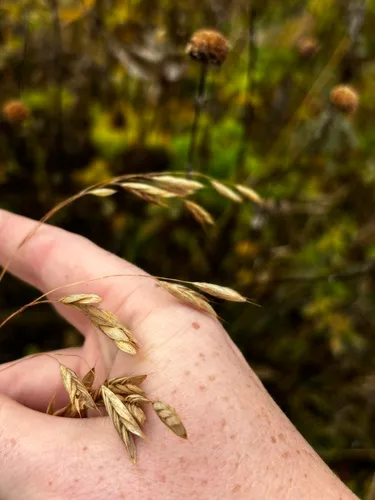 Earlyleaf Brome — photo by janelew
