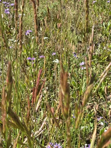 Mountain Brome — photo by Cristy & Jim Wade