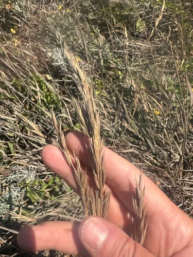 Seaside Brome — photo by Matt Guilliams