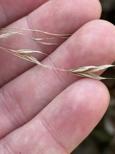 Nottoway Valley Brome — photo by janelew