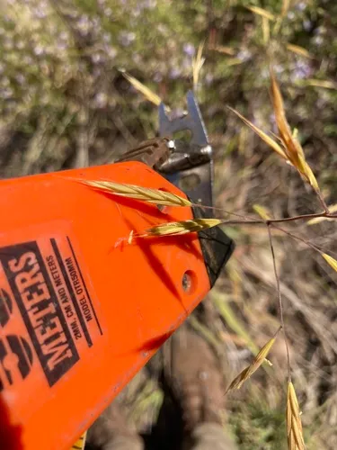 Orcutt's Brome — photo by Lucas Lochner Bravo