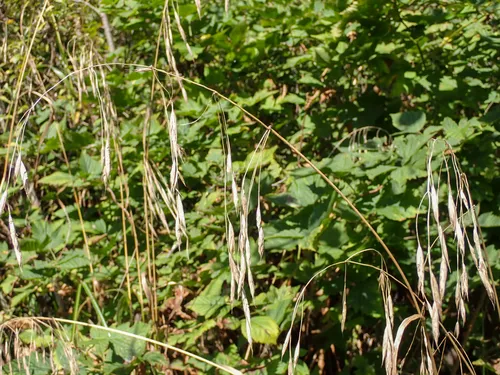 Pacific Brome — photo by John D Reynolds