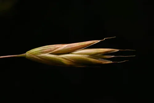 Great Basin Brome — photo by Anders Hastings