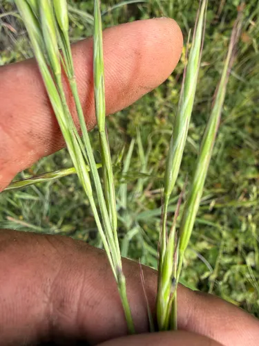 Coast Range Brome