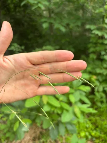 Hairy Woodland Brome — photo by Jack Looney