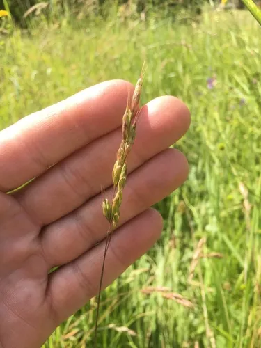 Bald Brome — photo by dandvorak