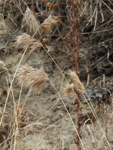 Red Brome — photo by sglevanik