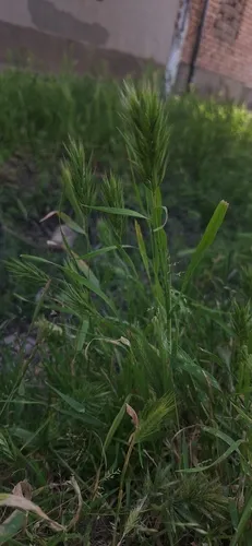 Broom Brome — photo by Samarqand davlat unversiteti, Phd student