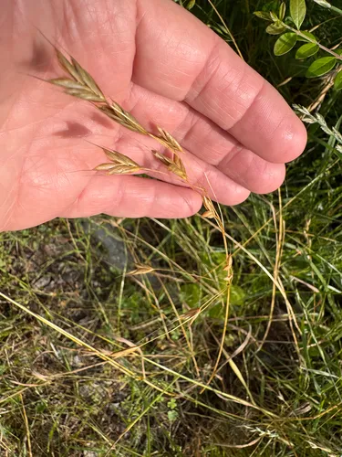 Rye Brome — photo by Jerry Hamby