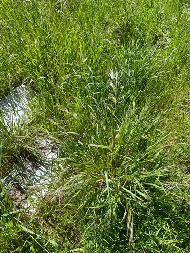 Alaska Brome
