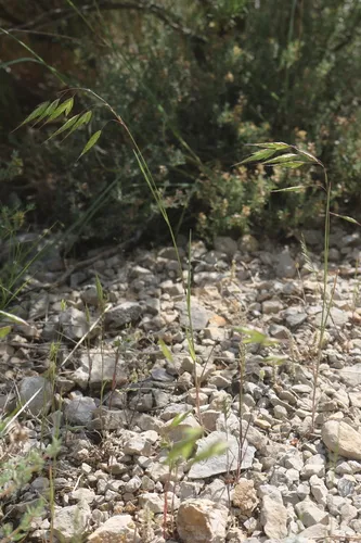 Corn Brome — photo by Errol Véla