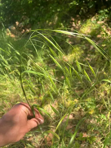 Poverty Brome — photo by charlessnead