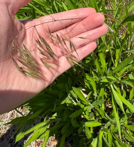 Cheatgrass — photo by emergencycall