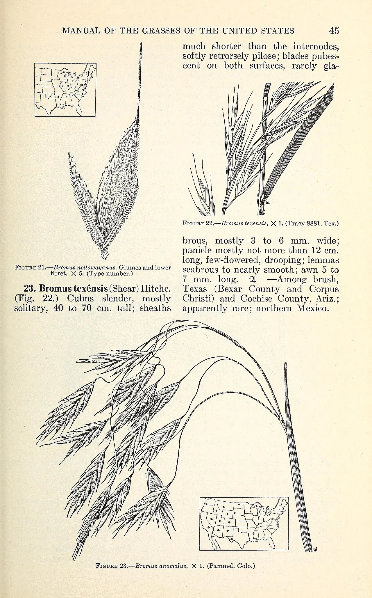 Texas Brome — photo by Chase, Agnes; Hitchcock, A. S.