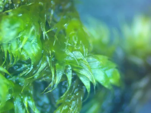 Recurved Brotherella Moss — photo by abelkinser