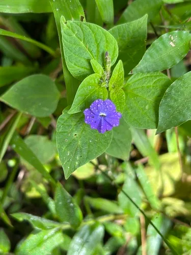Jamaican Forget-me-not