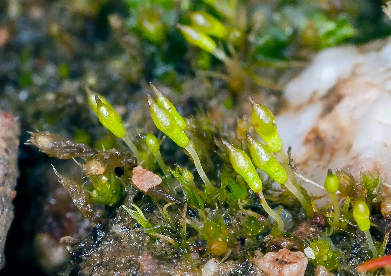 Bruchia Moss — photo by John Game