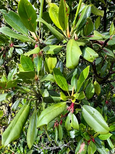 Oriental Mangrove