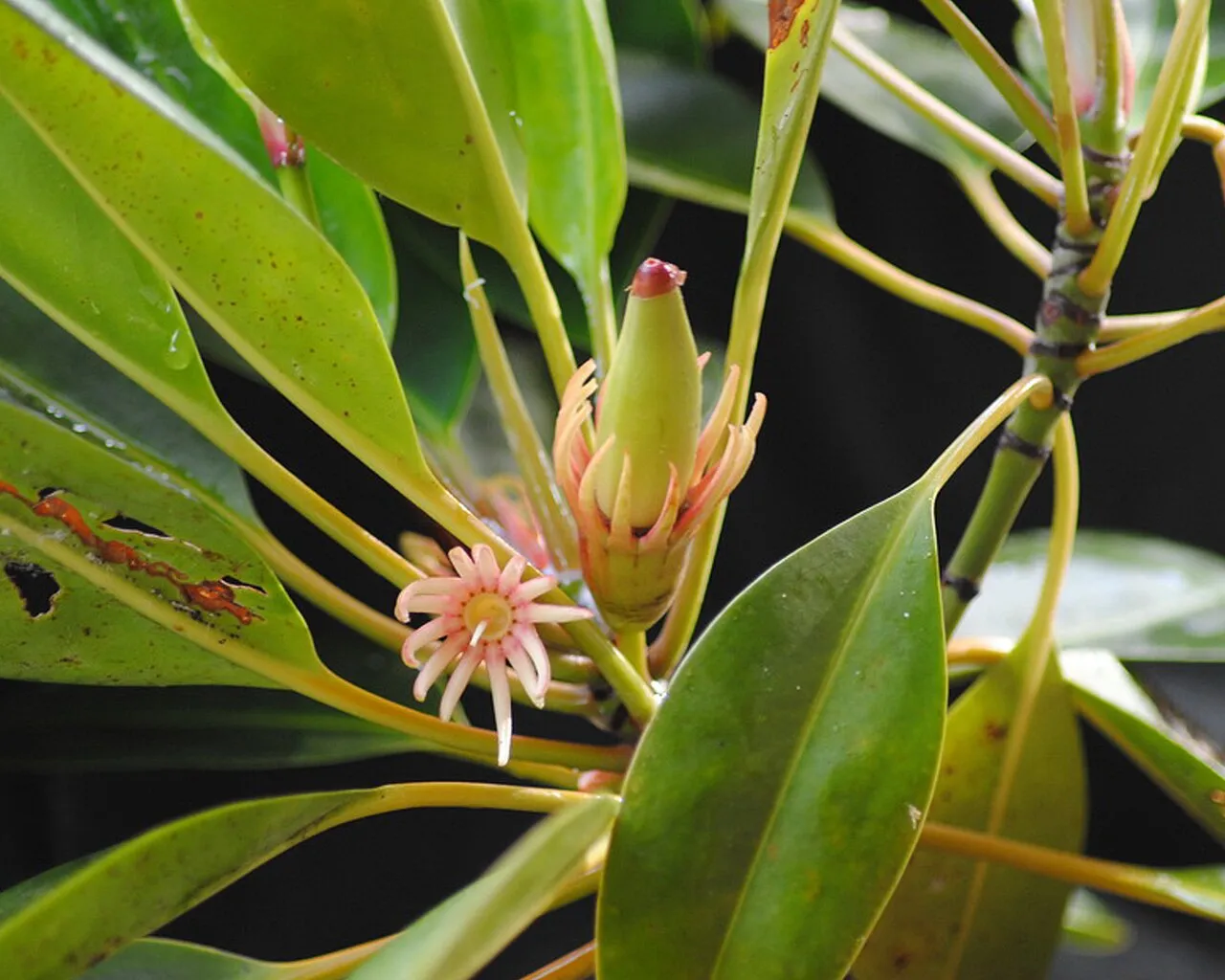 Oriental Mangrove