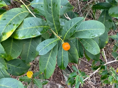 American Brunfelsia