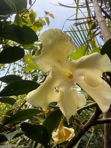 Vega Blanca