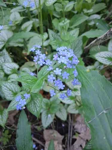 Largeleaf Brunnera — photo by Simon Peggs