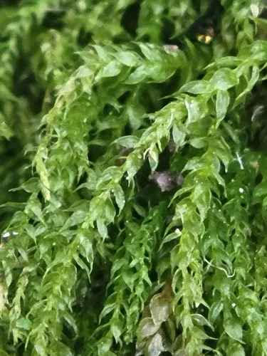 Bryhnia Moss