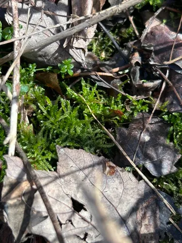 New England Bryhnia Moss — photo by keagan downes
