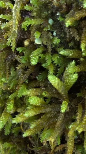 Bryoandersonia Moss — photo by WNC Pamela