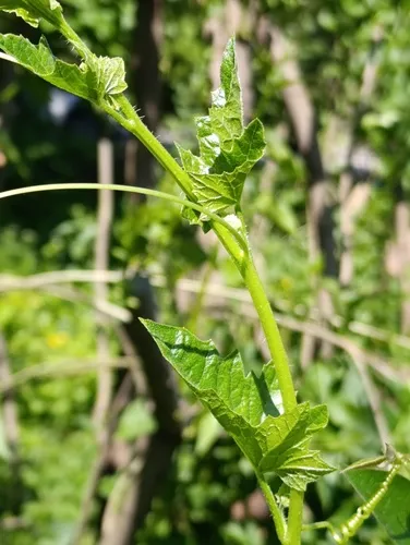 White Bryony