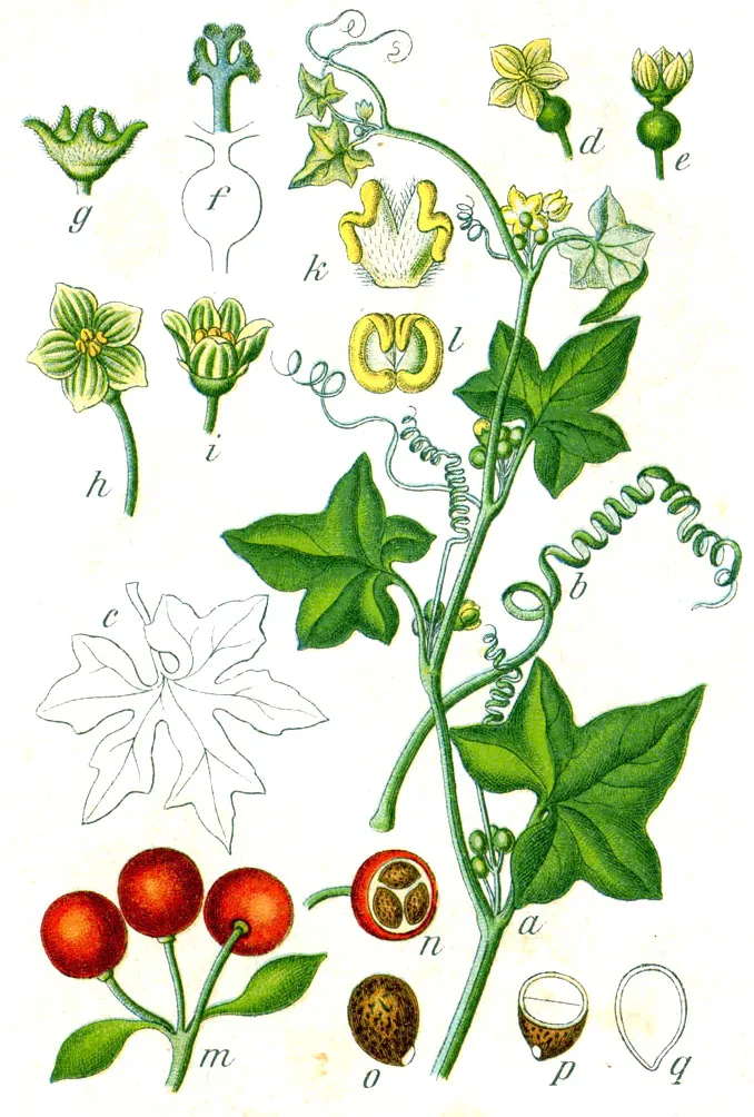 Cretan Bryony
