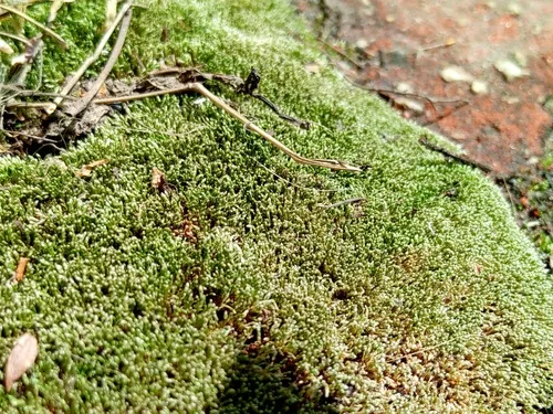 Silvergreen Bryum Moss — photo by Татьяна Горбушина