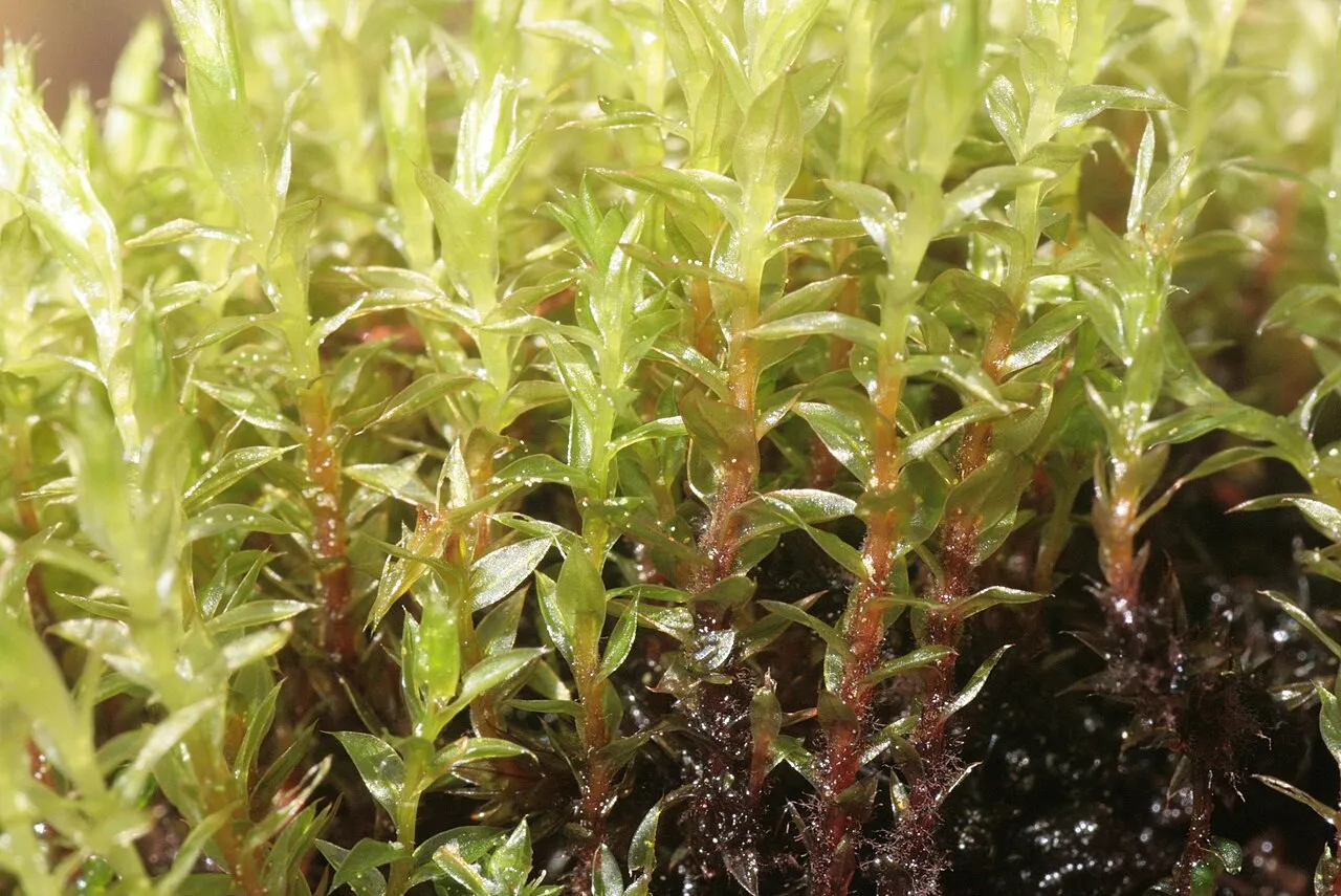 Common Green Bryum Moss