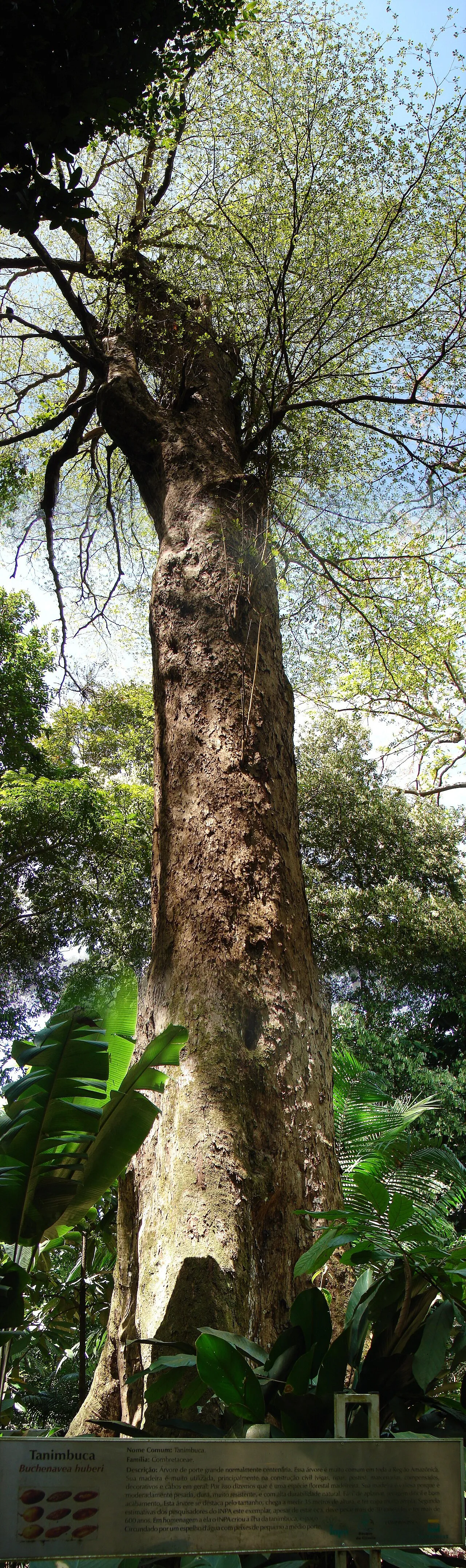 Fourleaf Buchenavia