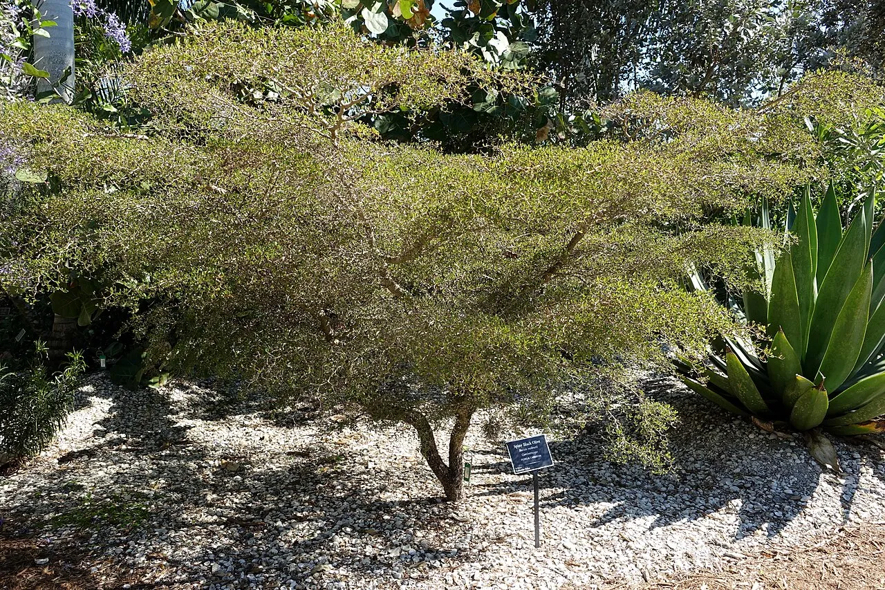 Spiny Bucida