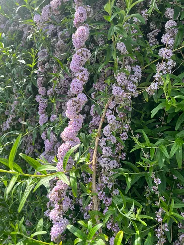 Fountain Butterflybush