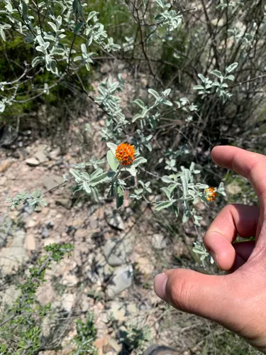 Woolly Butterflybush