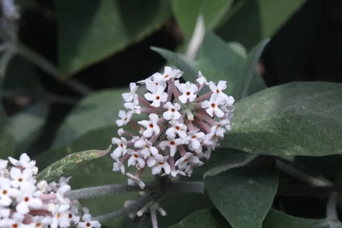 Pole Butterflybush — photo by 觅虫记Liumingyu