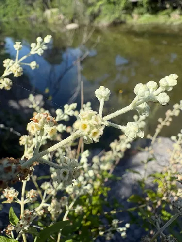 Wand Butterflybush
